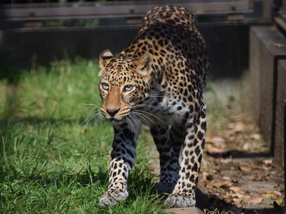 ヒョウのサリー（♀）が死亡しました。