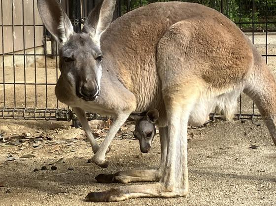 アカカンガルーの赤ちゃんが顔を出しました！