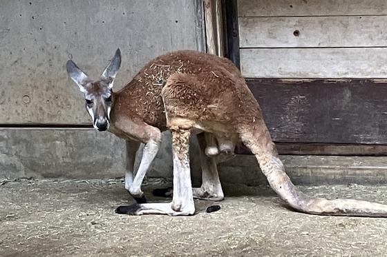 アカカンガルーのミョウガ（♂）が死亡しました。