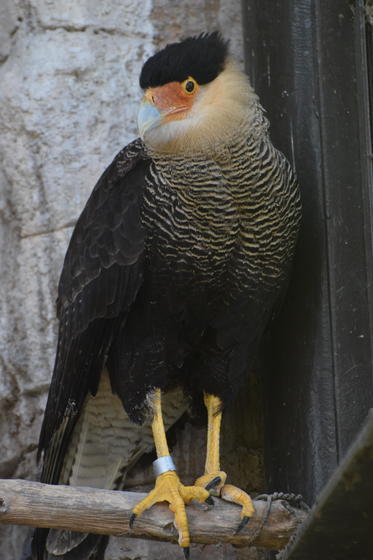 カラカラのヤス(♀)が死亡しました