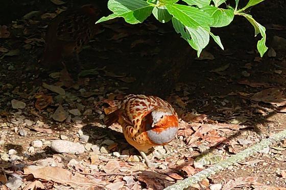 コジュケイ（♂）が死亡しました。