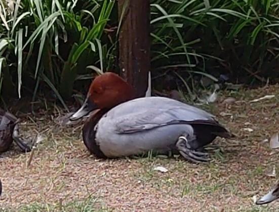 ホシハジロのホシ(♂)が死亡しました。