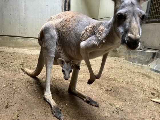 アカカンガルーの赤ちゃんが顔を出しました！