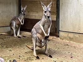 アカカンガルーの赤ちゃんが顔を出しました！