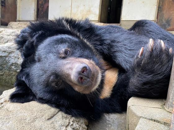 ヒマラヤグマのハチ（♂）が死亡しました。