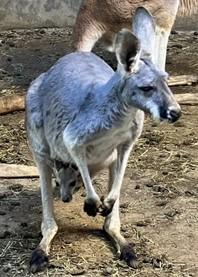 アカカンガルーの赤ちゃんが顔を出しました！