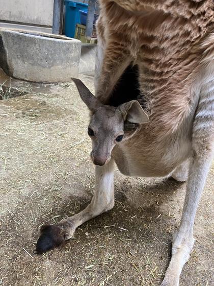 アカカンガルーの赤ちゃんが顔を出しました！