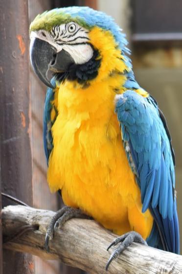 ルリコンゴウインコのラグーン（♂）が死亡しました。