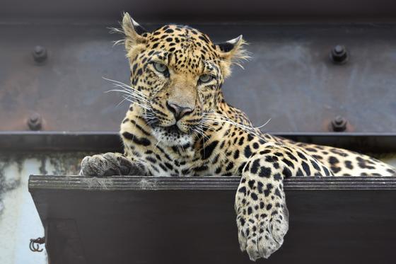 ヒョウのアイク（♂）が死亡しました。