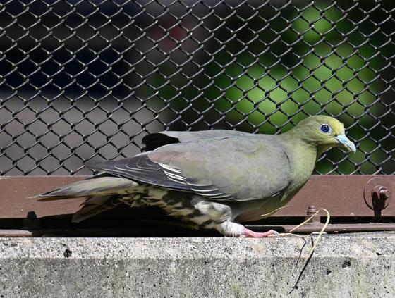 アオバトの「まおう（♀）」が死亡しました。