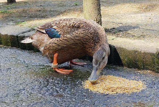 マガモのマラード（♀）が死亡しました。
