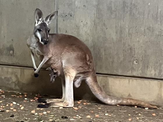 アカカンガルーの赤ちゃんが顔を出しました！
