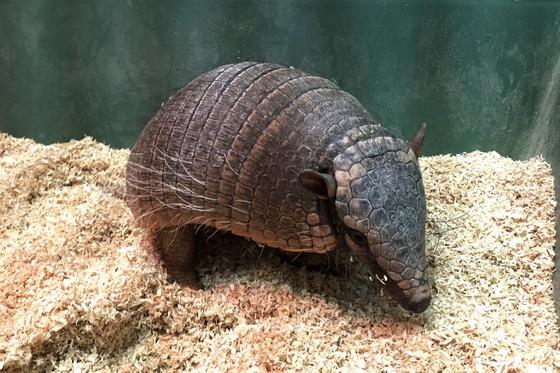 ムツオビアルマジロのチムチム（♀）が死亡しました。