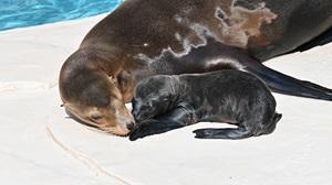 カリフォルニアアシカの赤ちゃんが生まれました！