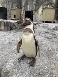 フンボルトペンギンのイチロー（♂）が死亡しました。