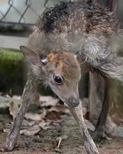 キュウシュウジカの赤ちゃんが生まれました！