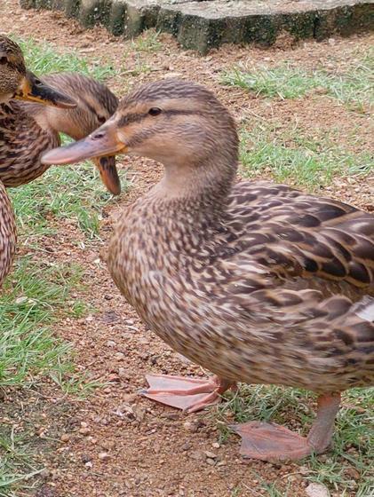 マガモのオレンジ（♀）が死亡しました。