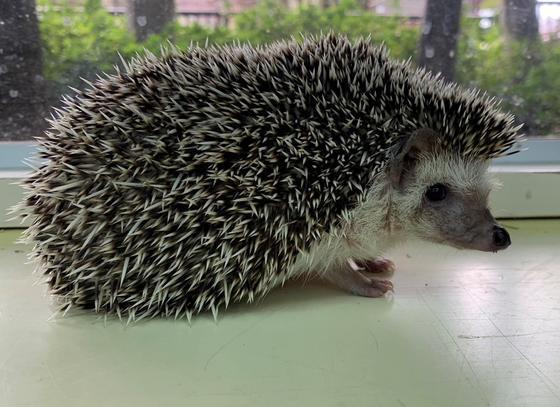 ヨツユビハリネズミのむぎちゃ（♀）が死亡しました。