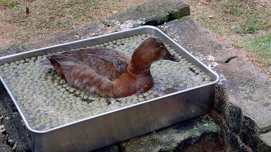 ホシハジロのもぐり（♀）が死亡しました。