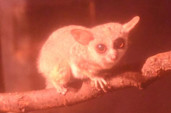 ショウガラゴのナナ（♀）が死亡しました。