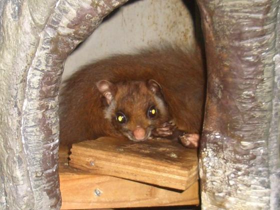 ムササビのムサシ（♂）が死亡しました。