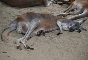 アカカンガルーの赤ちゃんが顔を出しました！