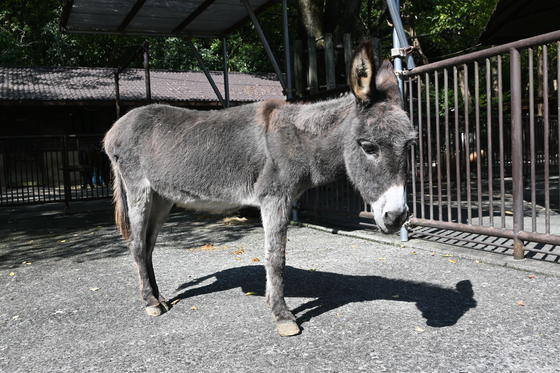 ロバのコボ（♀）が死亡しました。
