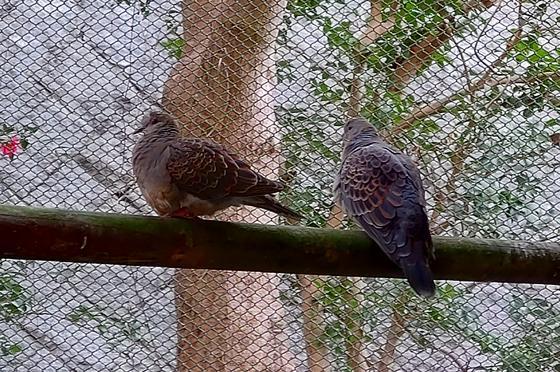 キジバトのウロコ(♀)が死亡しました。
