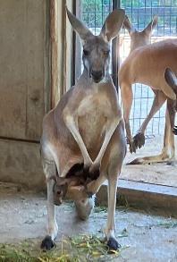 アカカンガルーの赤ちゃんが顔を出しました！
