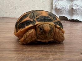インドホシガメが孵化しました！