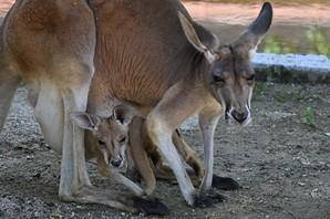 アカカンガルーのアム（♀）が死亡しました。