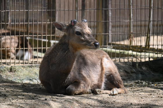 キュウシュウジカのナガトモ（♂）が死亡しました。
