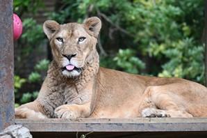 ライオンの「リリー♀」の死亡について