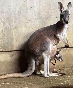 アカカンガルーの赤ちゃんが顔を出しました！