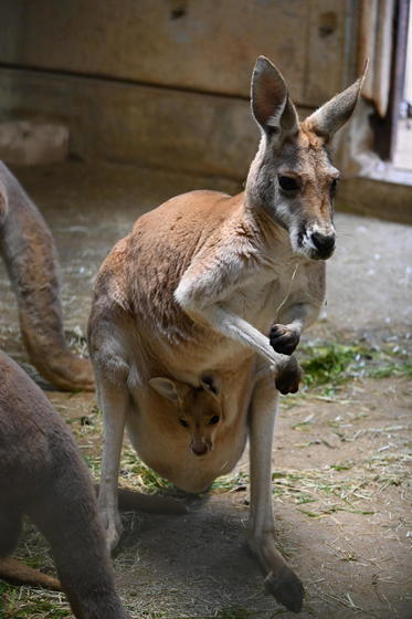 アカカンガルーの赤ちゃんとパルマワラビーの赤ちゃんが顔を出しました！