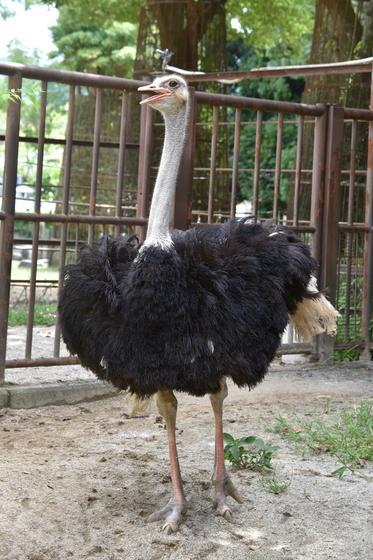 ボールニシキヘビのダイコ(♀)とダチョウの小太郎(♂)が死亡しました。