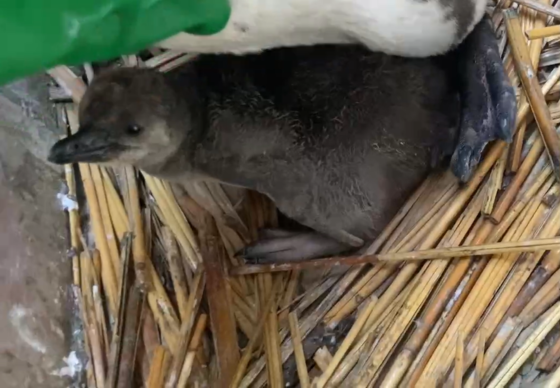 フンボルトペンギンのヒナが生まれました！