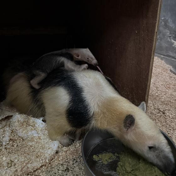 ミナミコアリクイの赤ちゃんが生まれました！