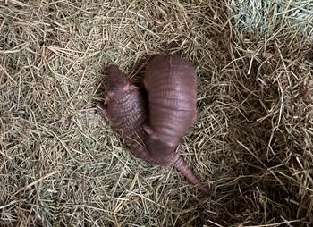 ムツオビアルマジロの赤ちゃんが生まれました！