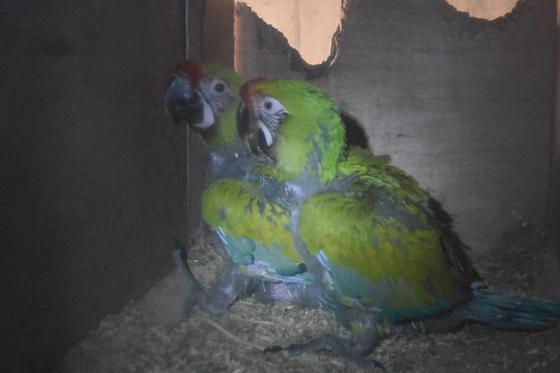 ヒワコンゴウインコの「ララ（♀）」が死亡しました。
