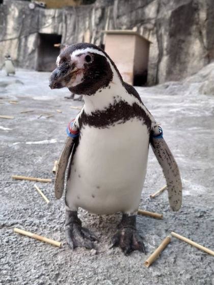 フンボルトペンギンの「ホソコ（♀）」が死亡しました。