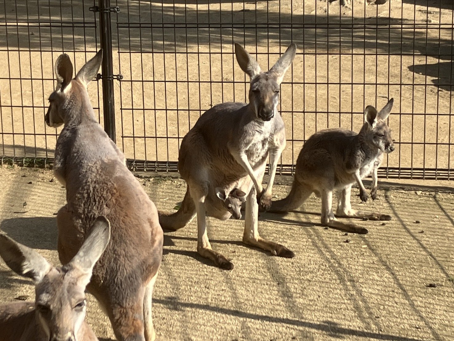 アカカンガルーの赤ちゃんが顔を出しました！