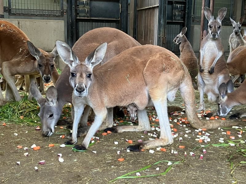 アカカンガルーの赤ちゃんが顔を出しました！