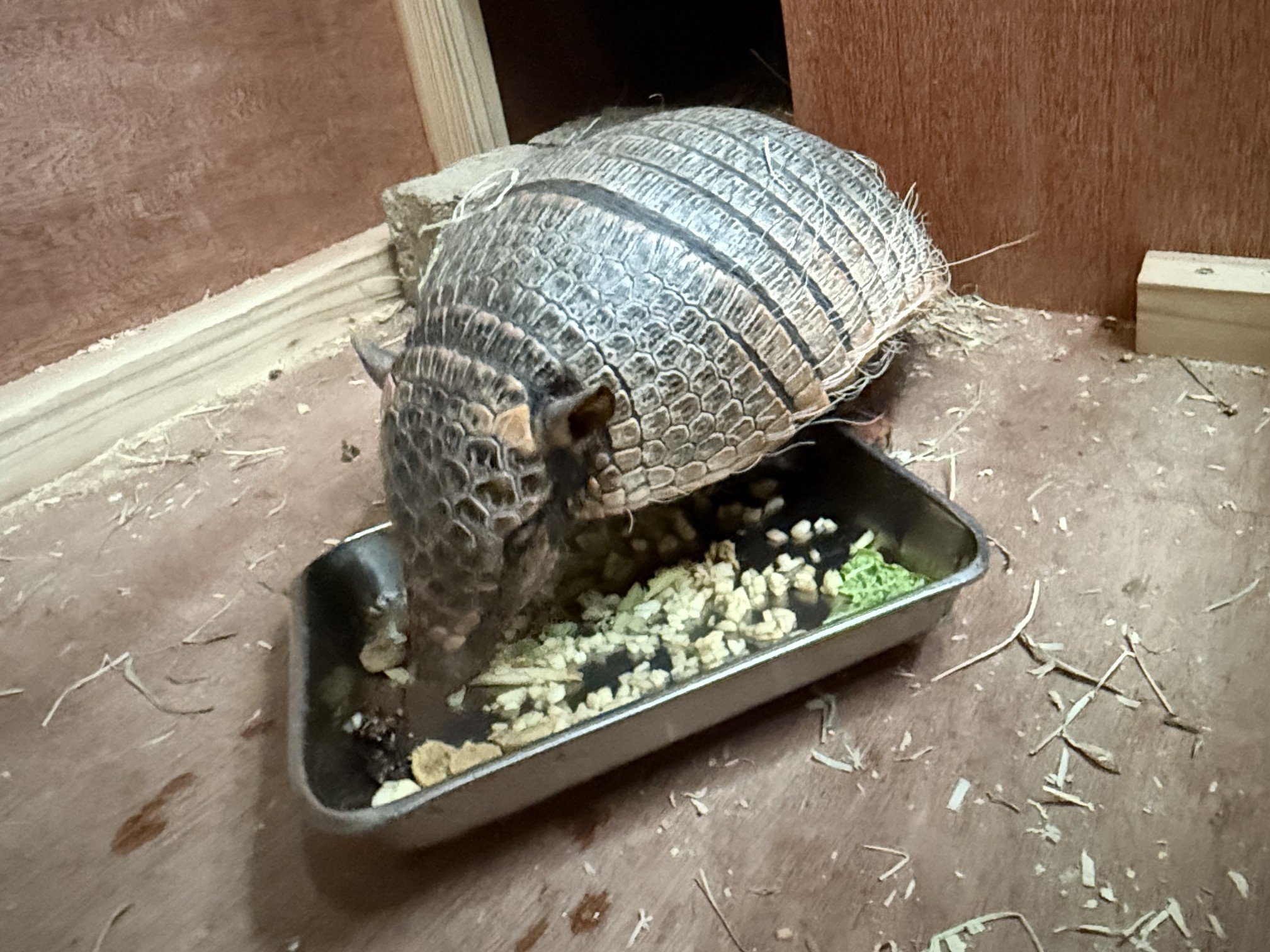 ムツオビアルマジロのランラン(♀)が死亡しました。