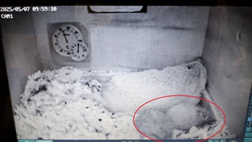 ヨツユビハリネズミの赤ちゃんが生まれました！