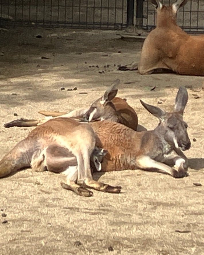 アカカンガルーの赤ちゃんが顔を出しました！