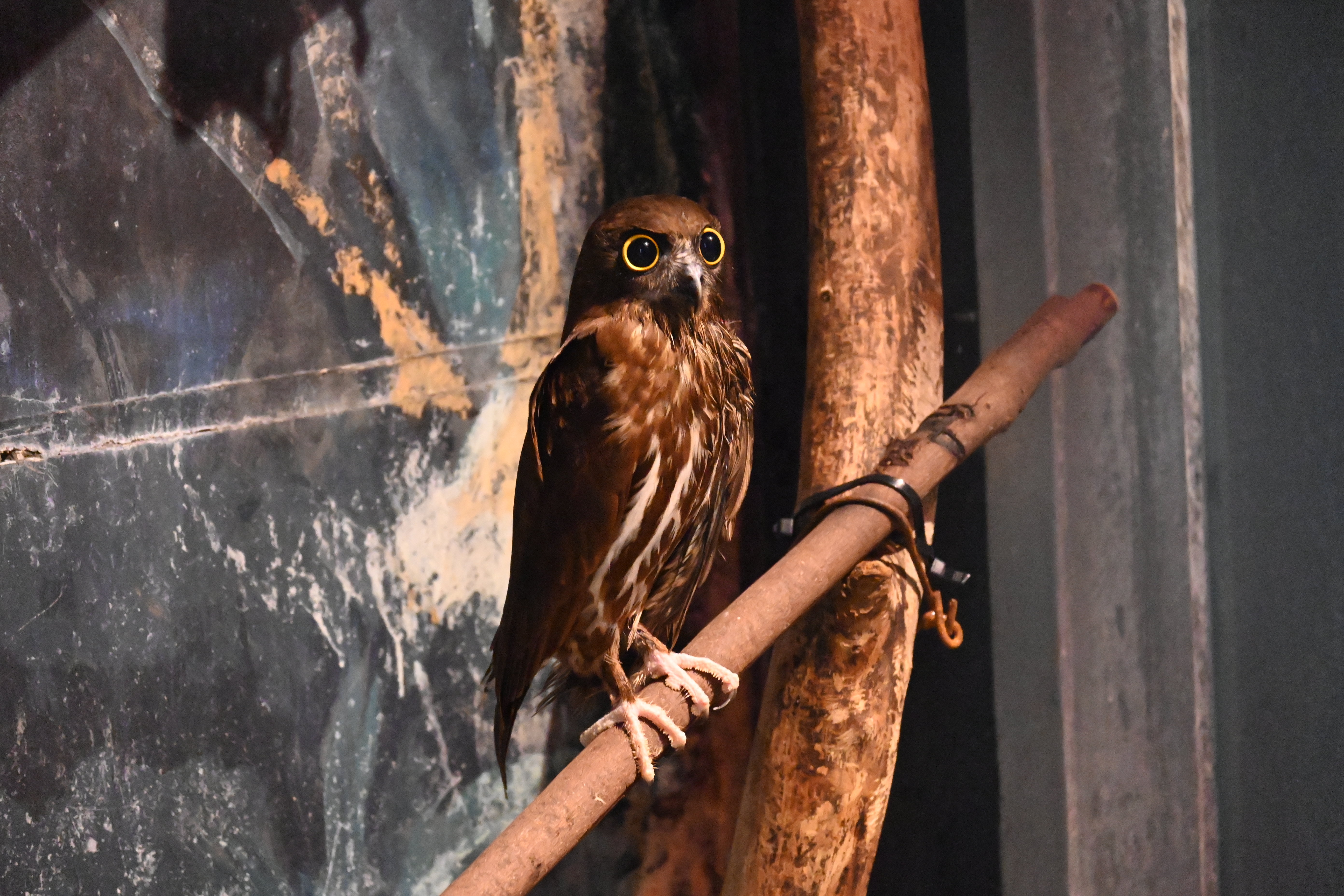アオバズクの「まき」(♂・年齢不詳)が死亡しました。