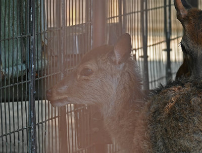 キュウシュウジカの風(♀)が死亡しました。