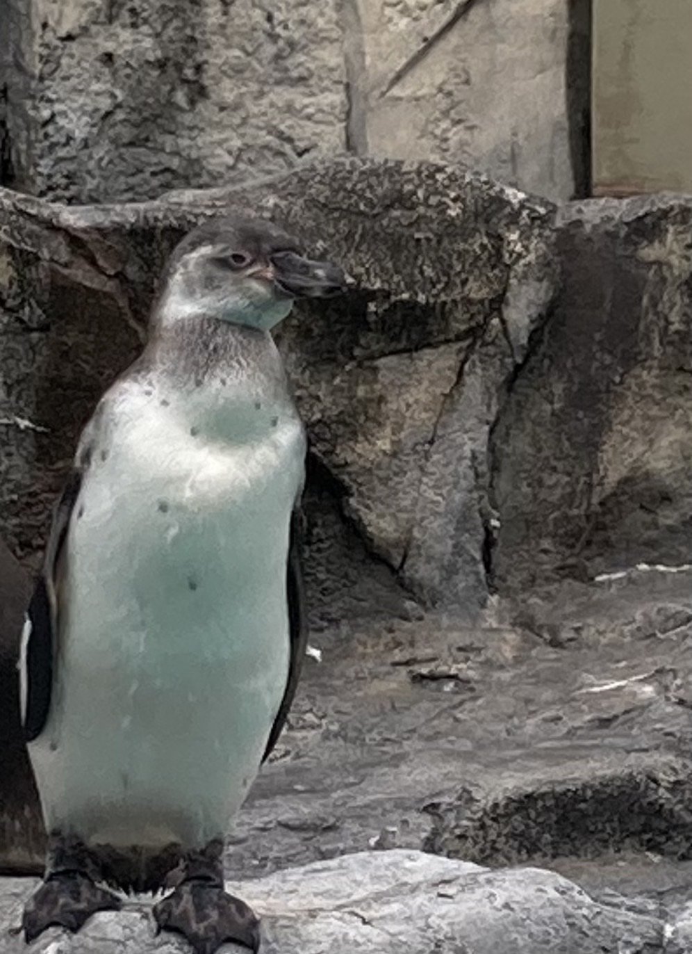フンボルトペンギンのカシワ（♀）が死亡しました。