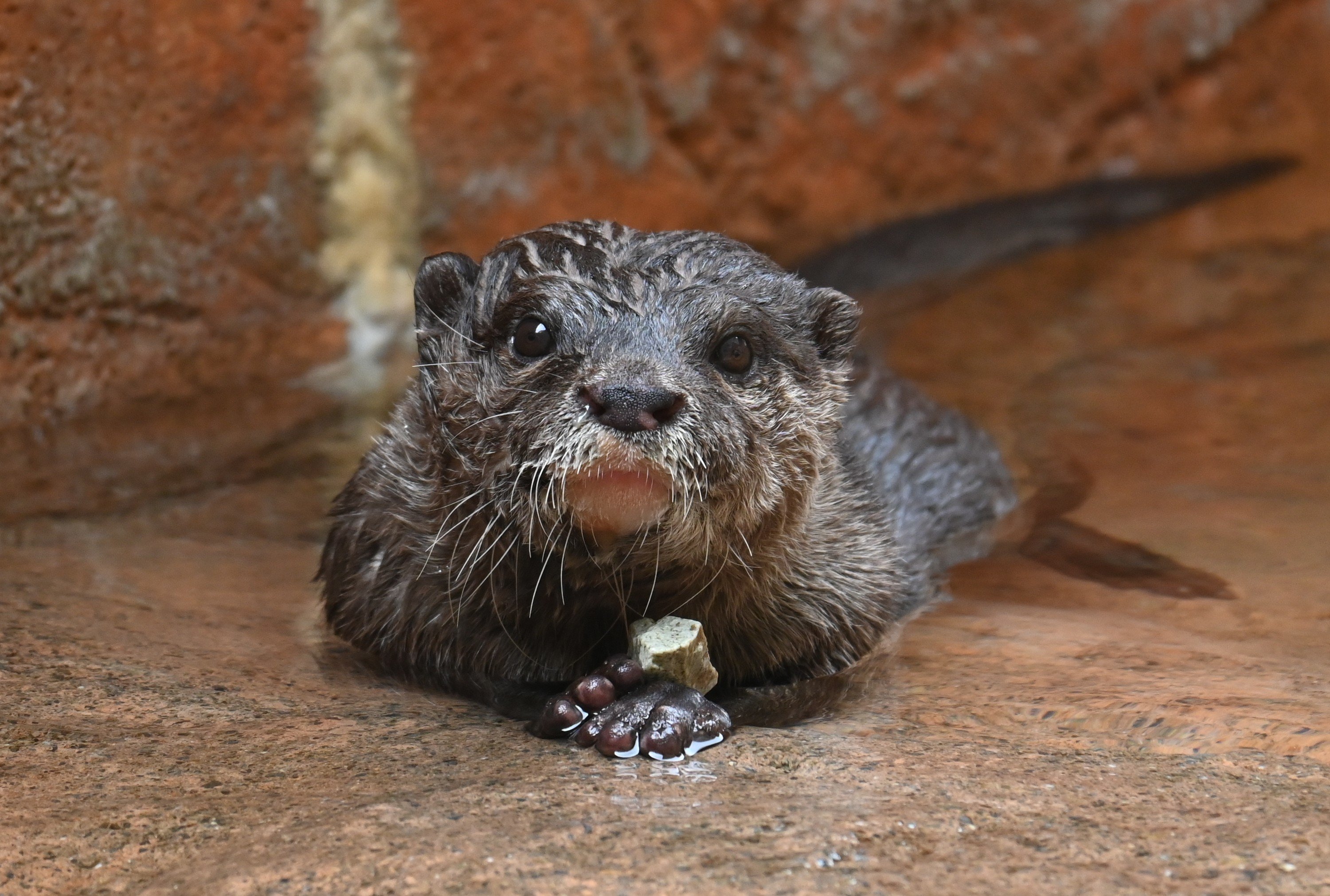 コツメカワウソのくるみ（♀）とグラ（♀）が死亡しました。